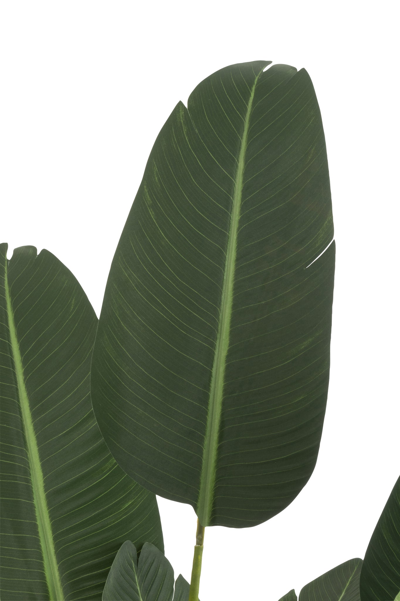 Strelitzia Plastic Groen Medium