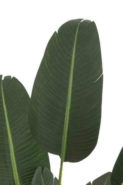 Strelitzia Plastic Groen Medium