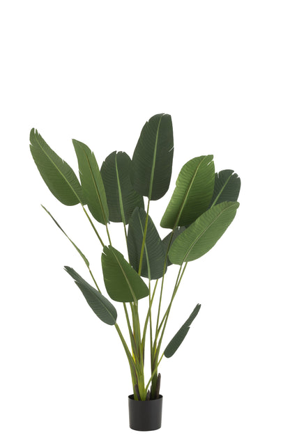 Strelitzia Plastic Groen Medium