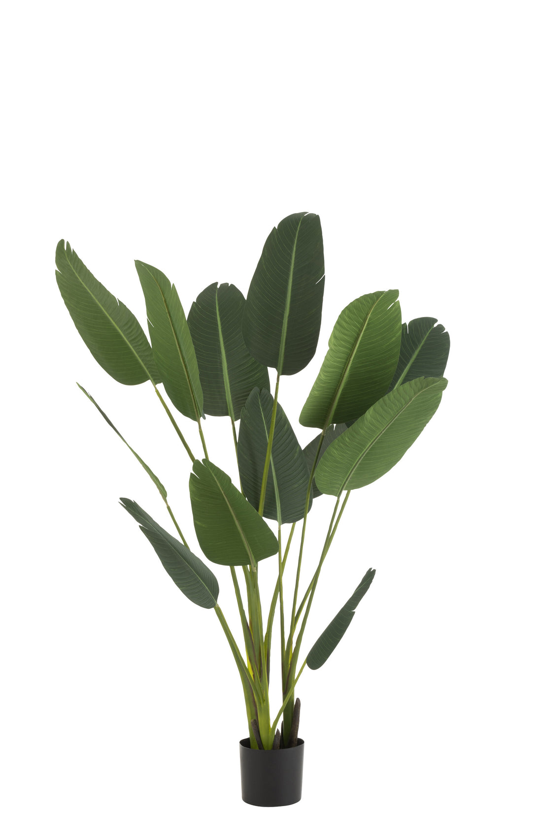 Strelitzia Plastic Groen Medium
