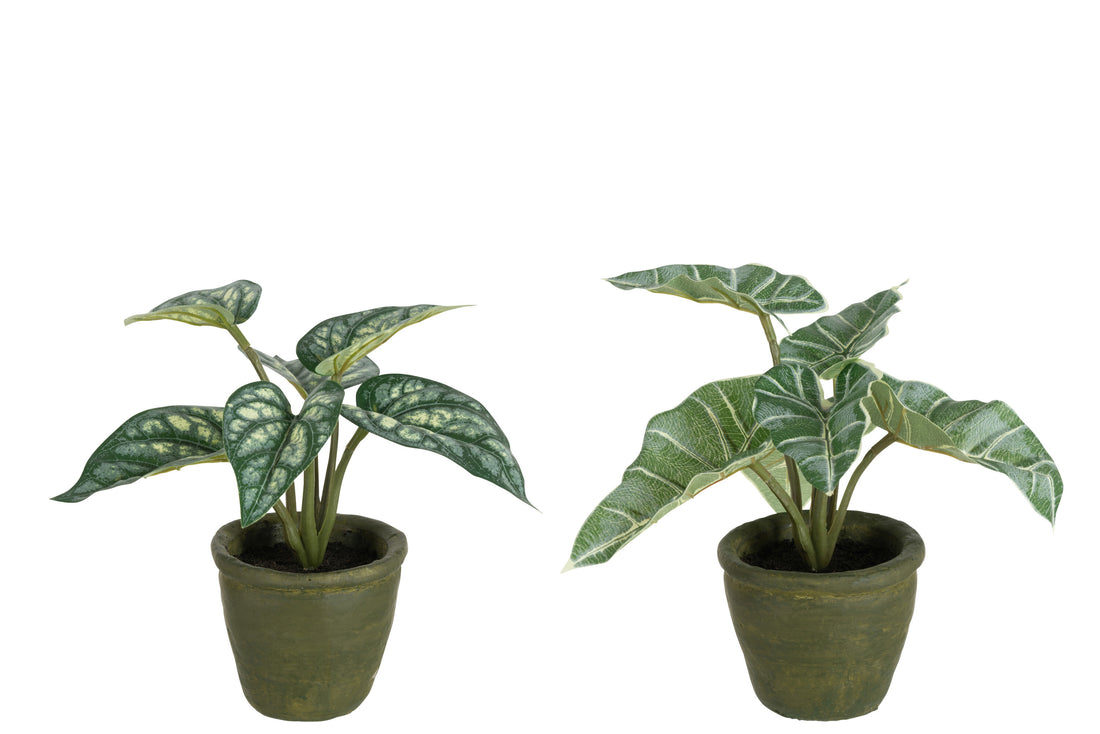 Anthurium/Reuzentaro in Pot Plastic Groen Assortiment van 2