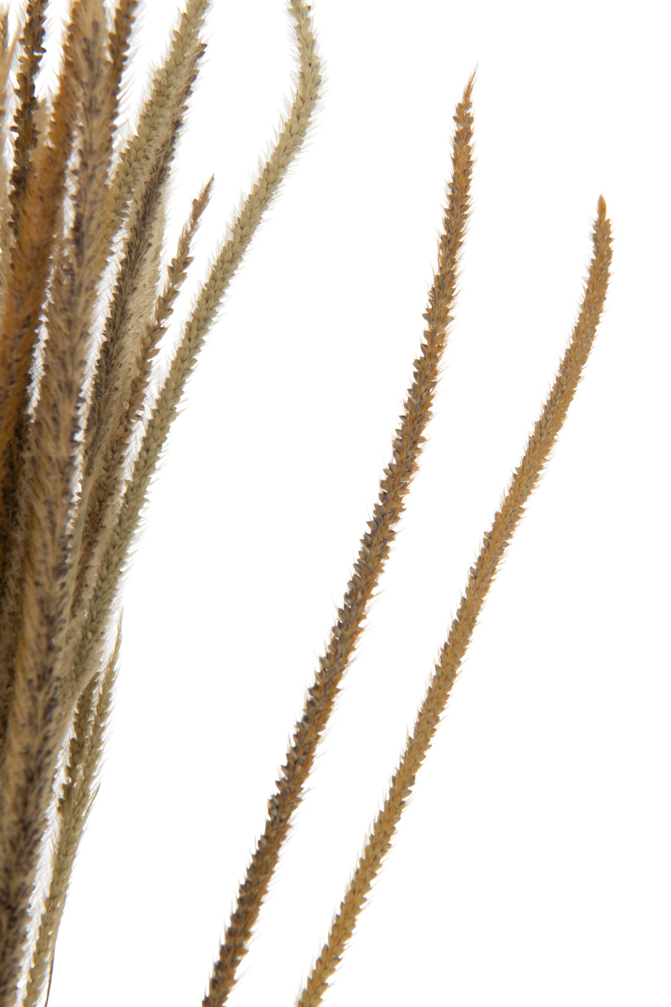 J-Line Bundel Gedroogde Oriental Fonteingrassen Naturel
