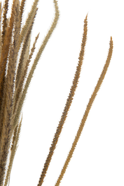J-Line Bundel Gedroogde Oriental Fonteingrassen Naturel