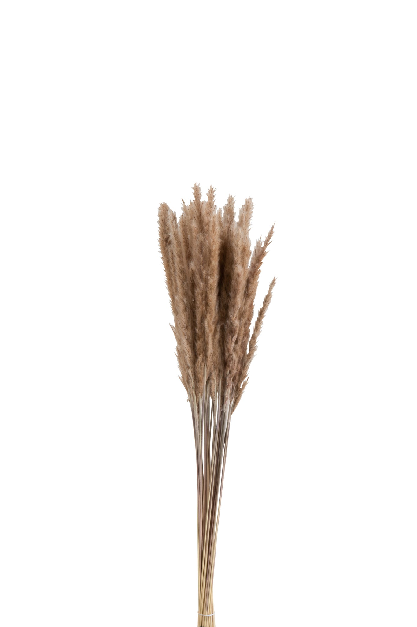 J-Line Bundel Pennisetum Gedroogd Gras Bruin