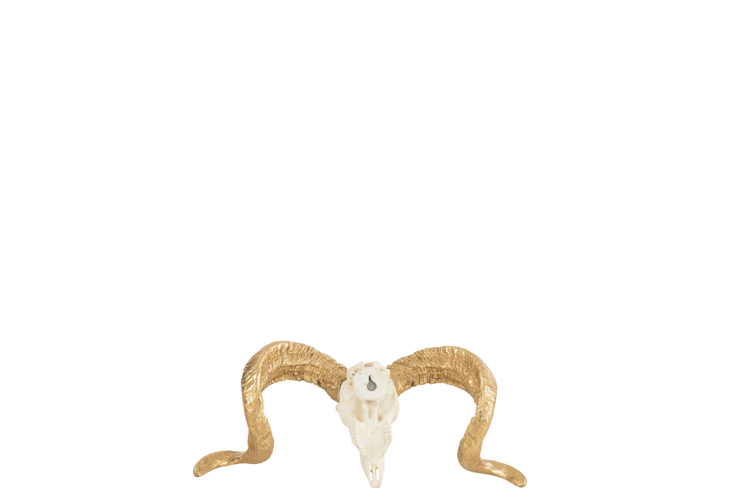 Schedelschaap Hars Wit/Goud Klein