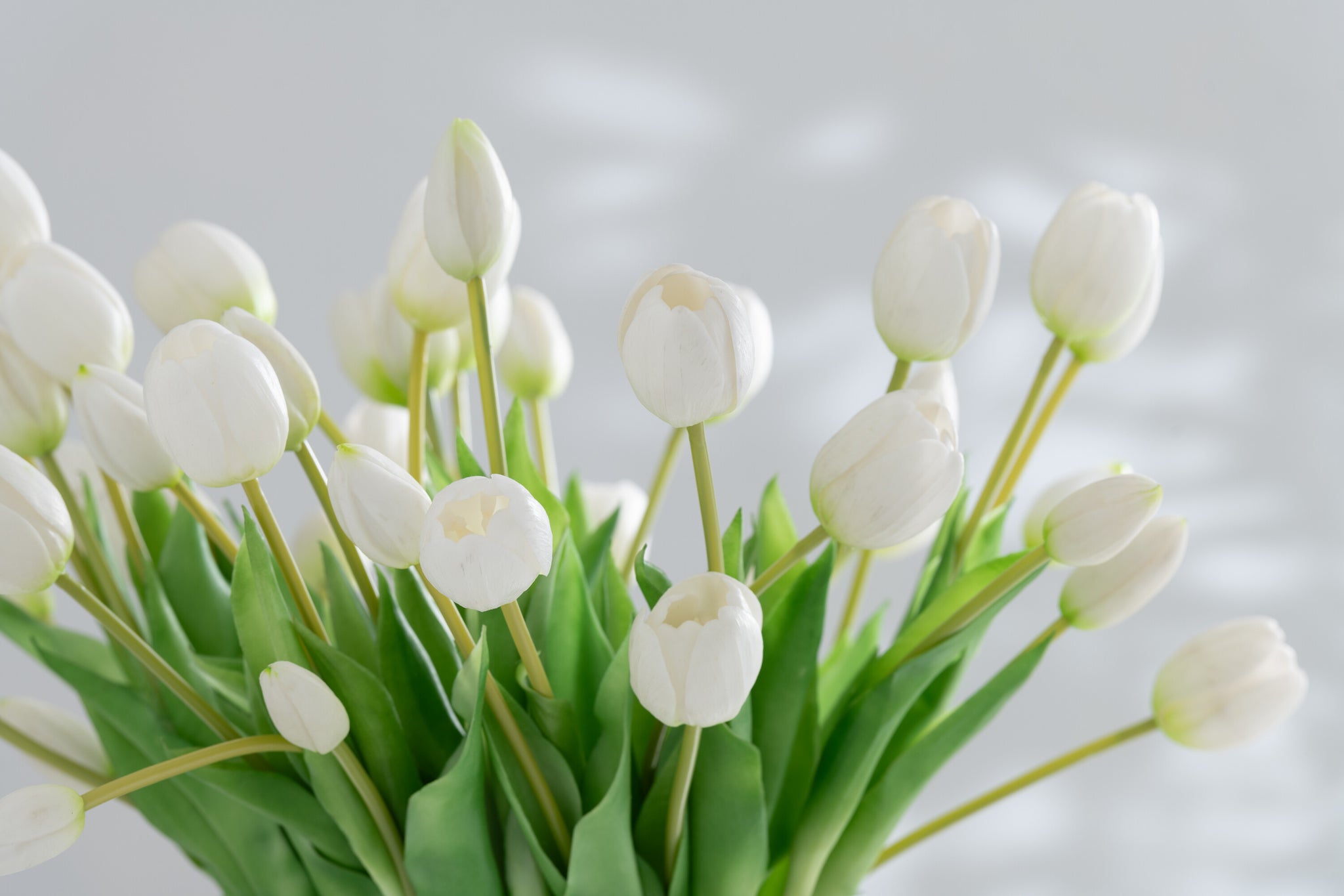 J-Line Boeket Tulpen 7Stuks Pu Wit Small