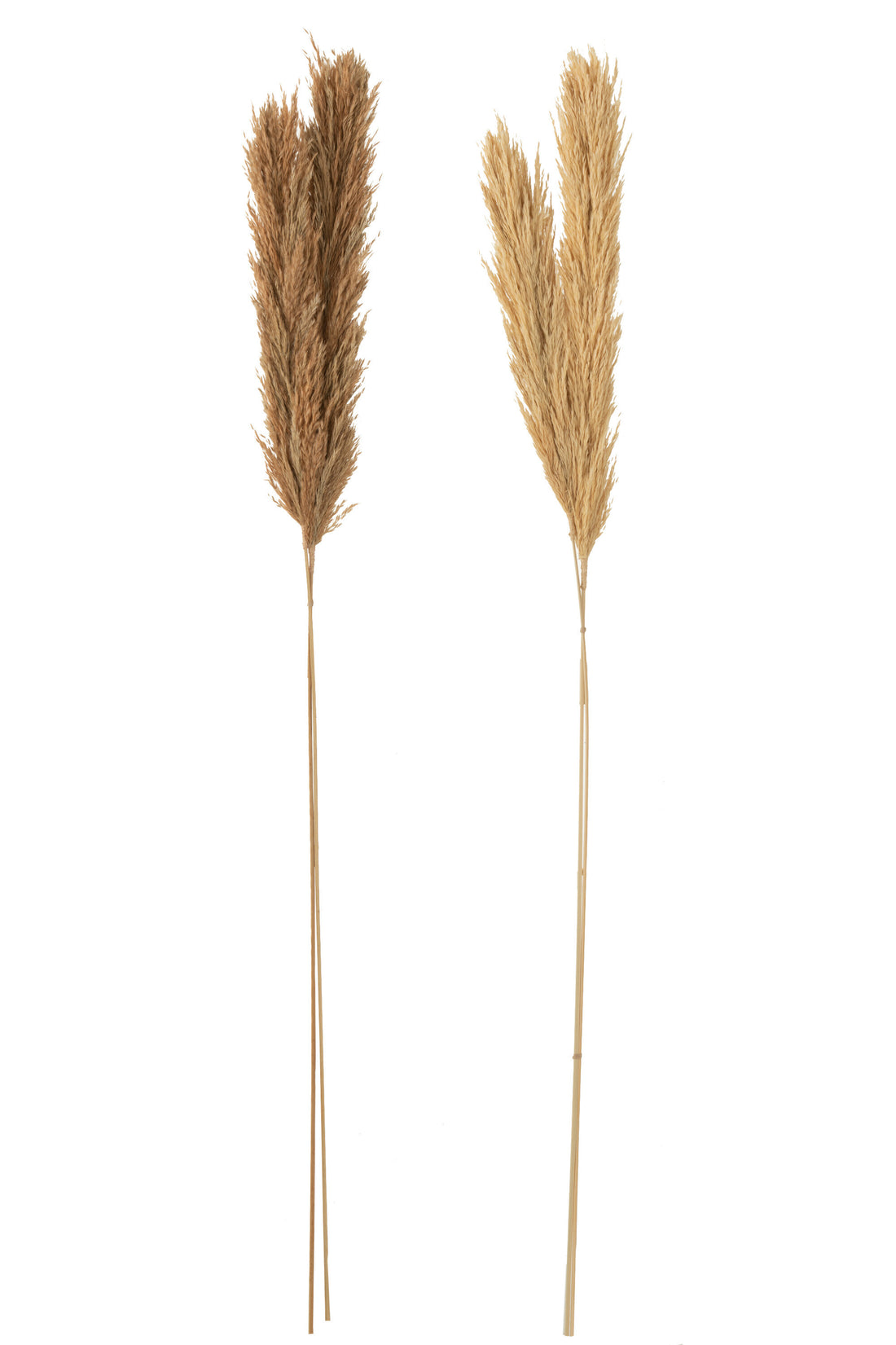 Tak Veer Pampas Natuurlijke Assortiment Van 2