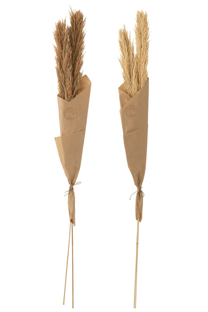 Tak Veer Pampas Natuurlijke Assortiment Van 2