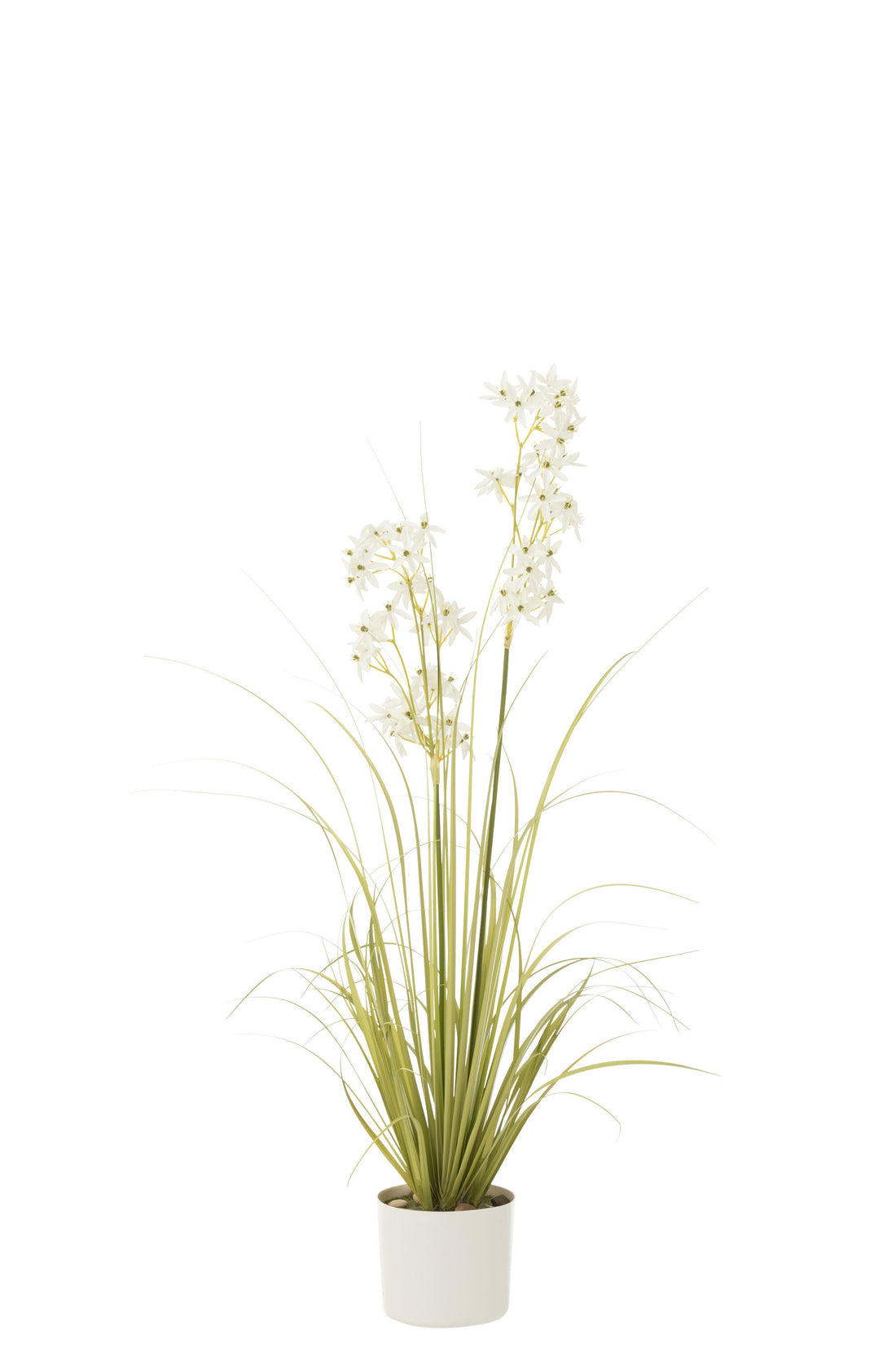Allium In Pot Plastic Groen/Wit Medium