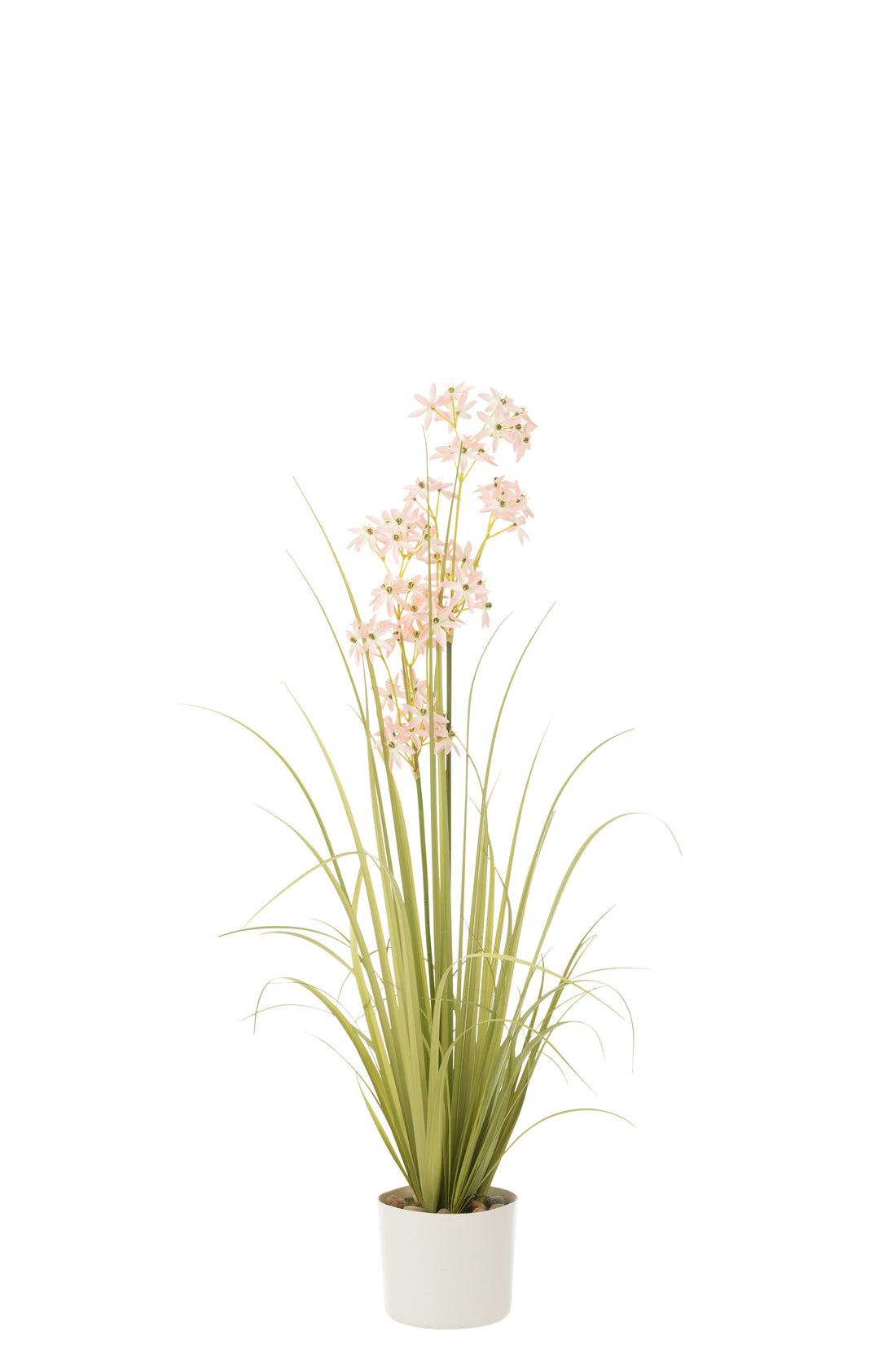 Allium In Pot Plastic Groen/Lichtroze Medium