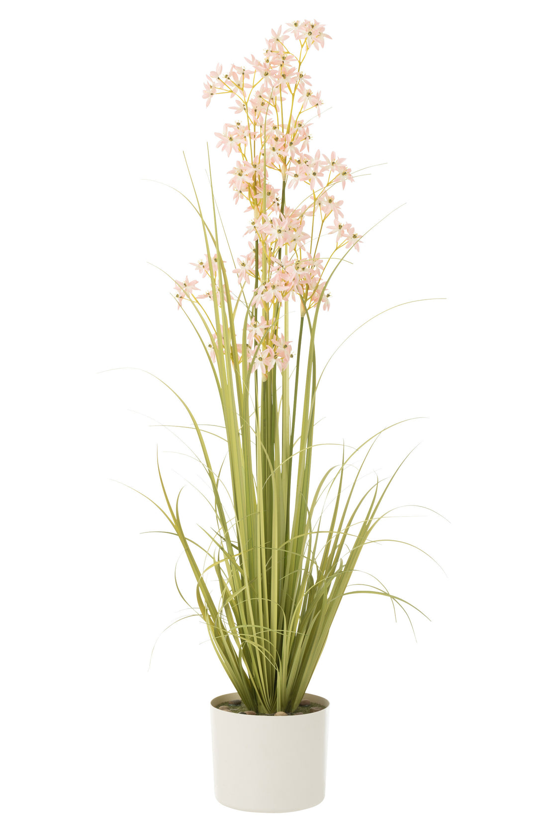 Allium In Pot Plastic Groen/Lichtroze Groot