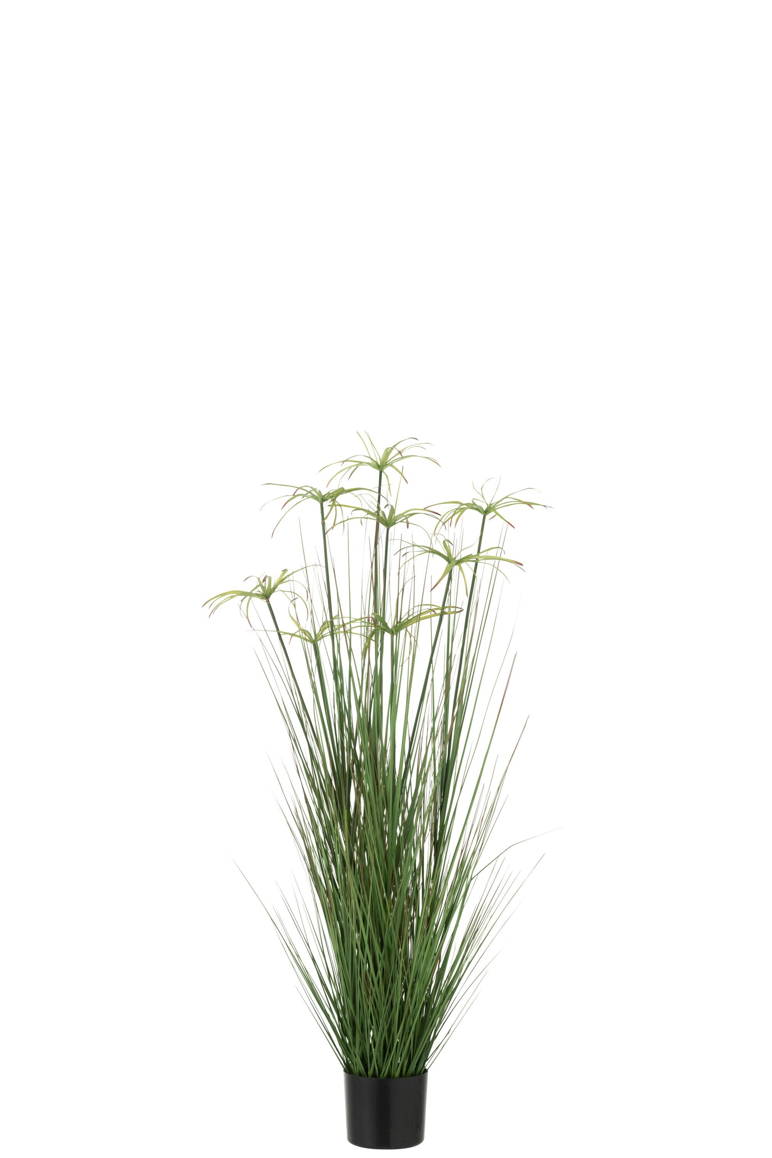 Cyperus Alternifolius 8 Hoofden In Pot Pvc Groen Medium