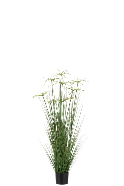 Cyperus Alternifolius 8 Hoofden In Pot Pvc Groen Medium