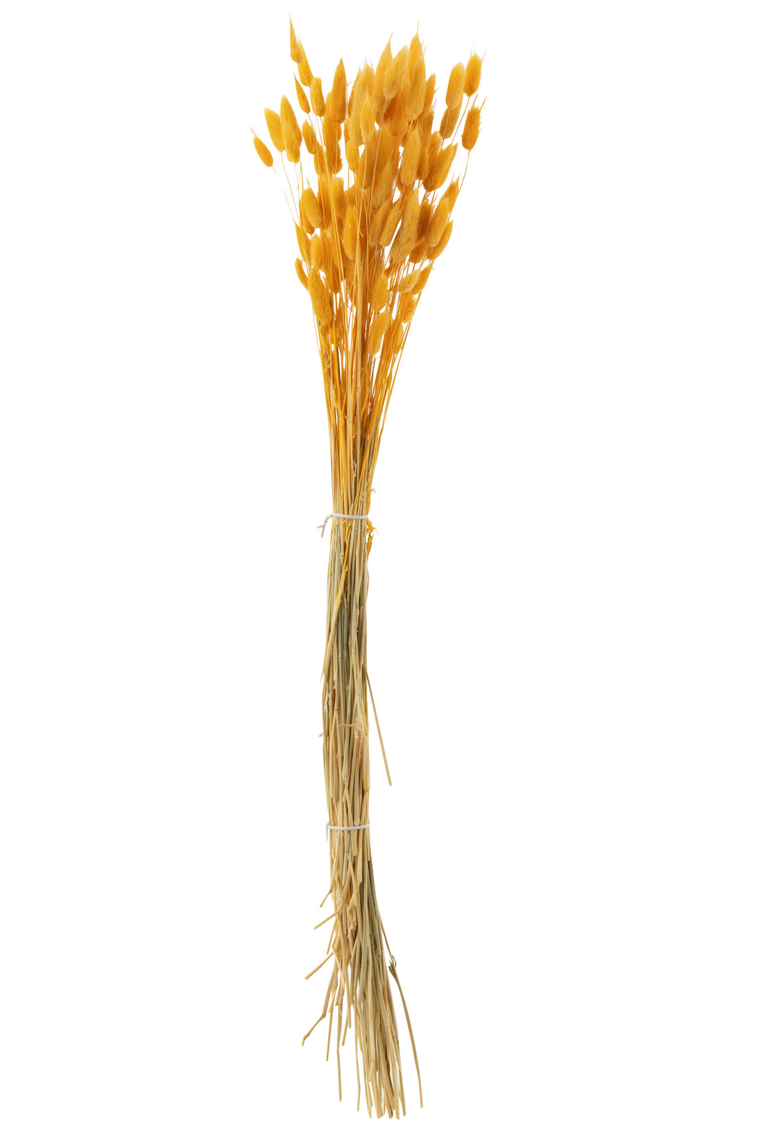 J-Line Bundel Hazenstaart Gedroogd Goud
