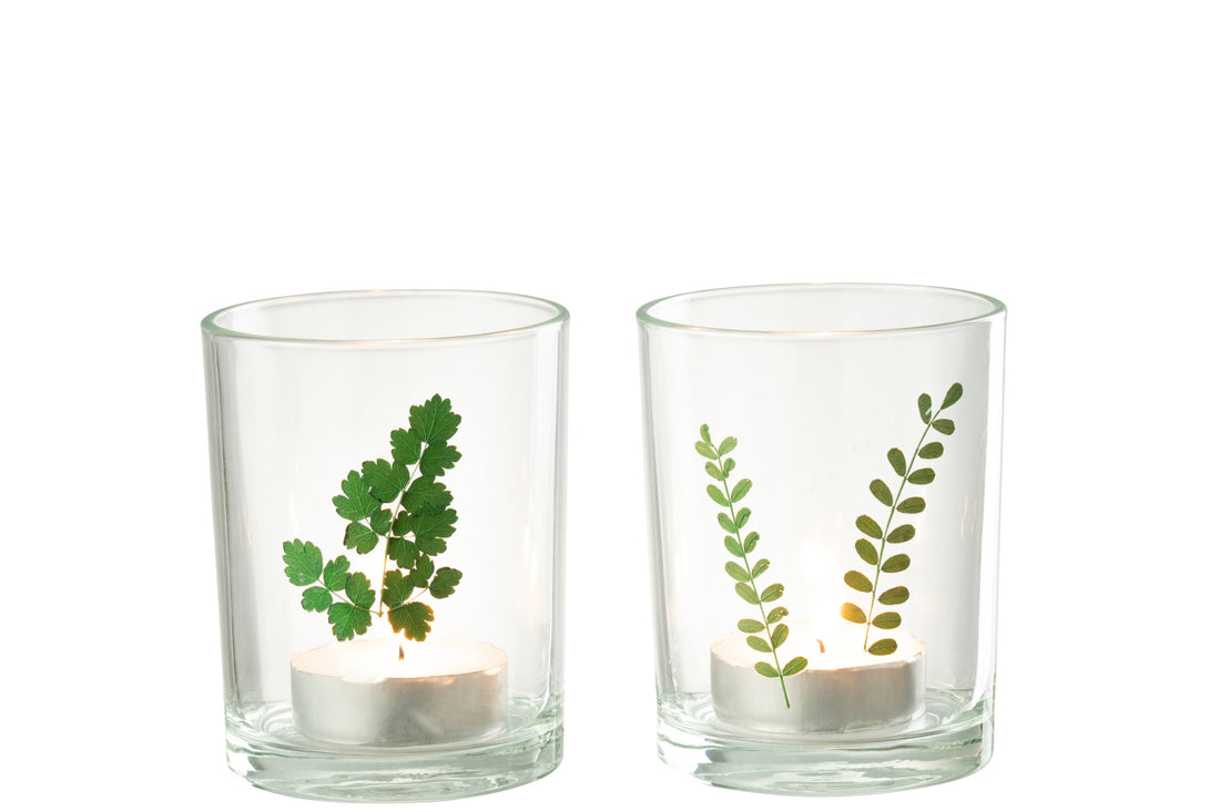 Orkaanbladglas Groen/Transparant Assortiment Van 2