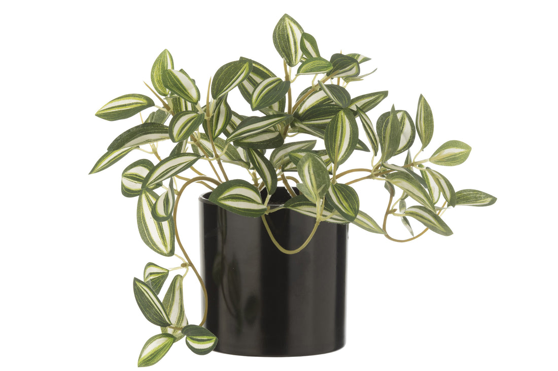 J-Line pant Tradescantia in pot - kunststof - groen/wit