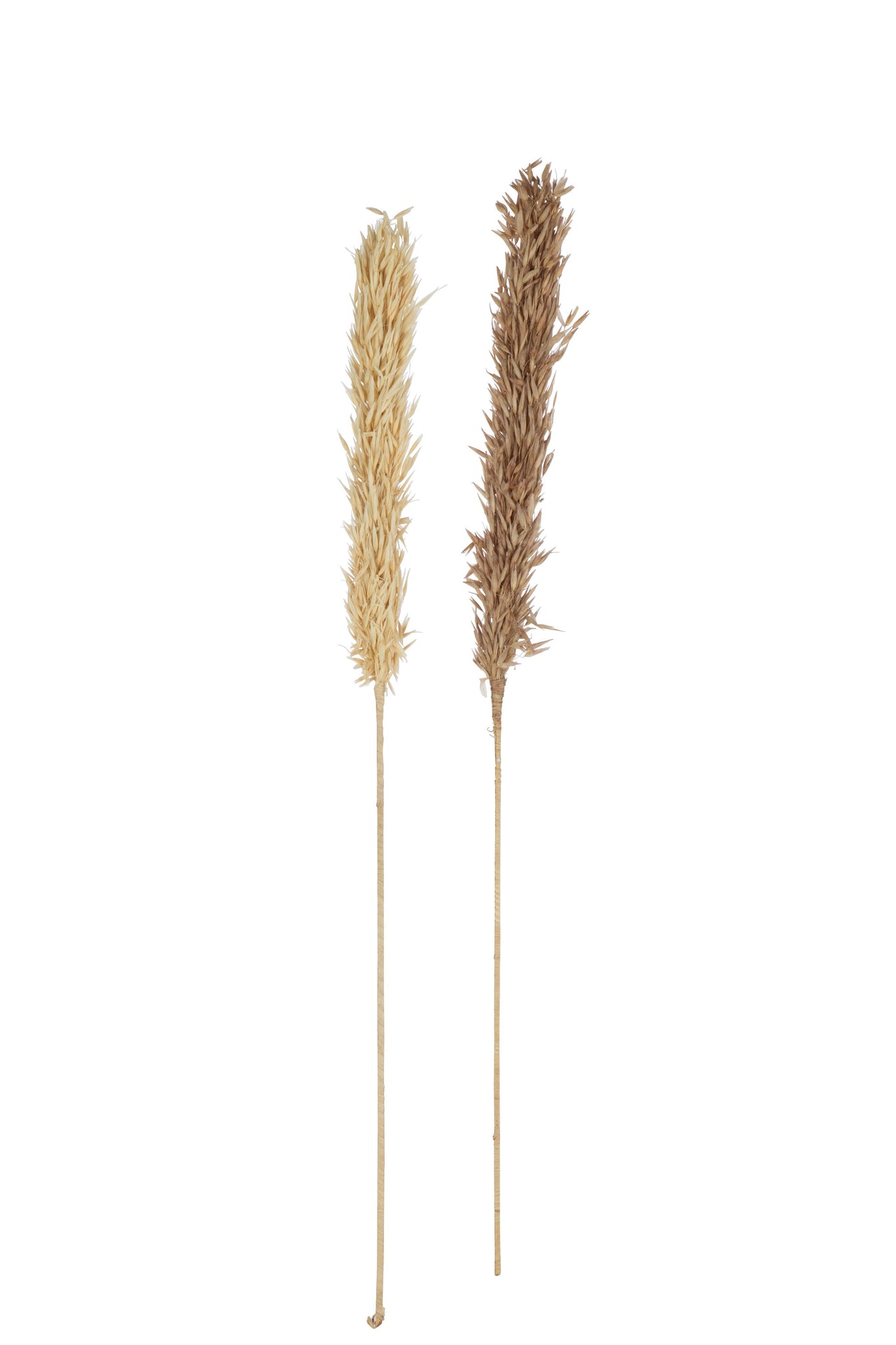 J-Line droogbloemen Oogst 2 Stukken - rotin/pluim - naturel