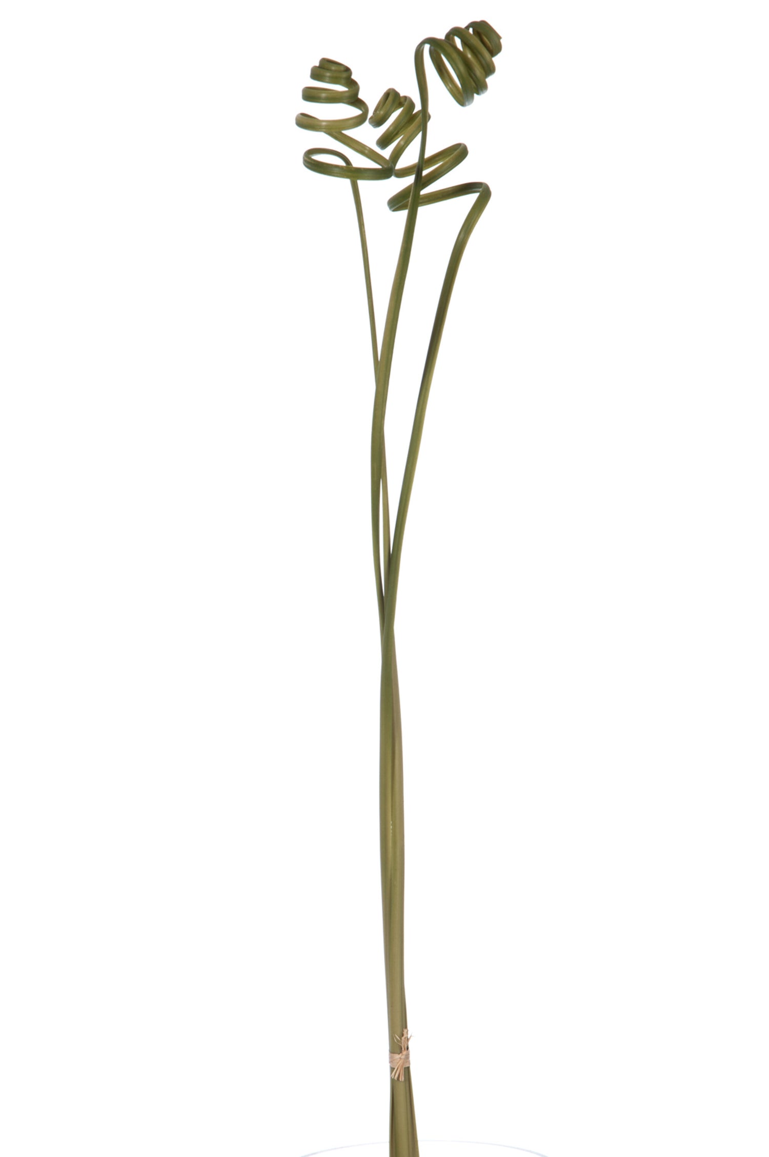 J-Line Gras Krul 3 Delig 100Cm