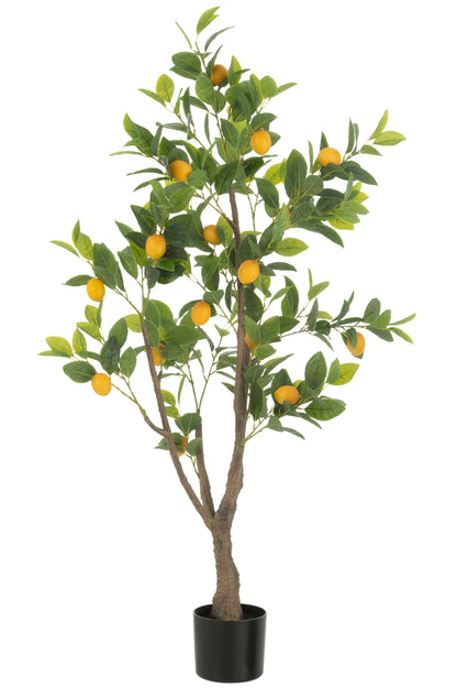 Citroenboom Pot, kunststof Groen Groot