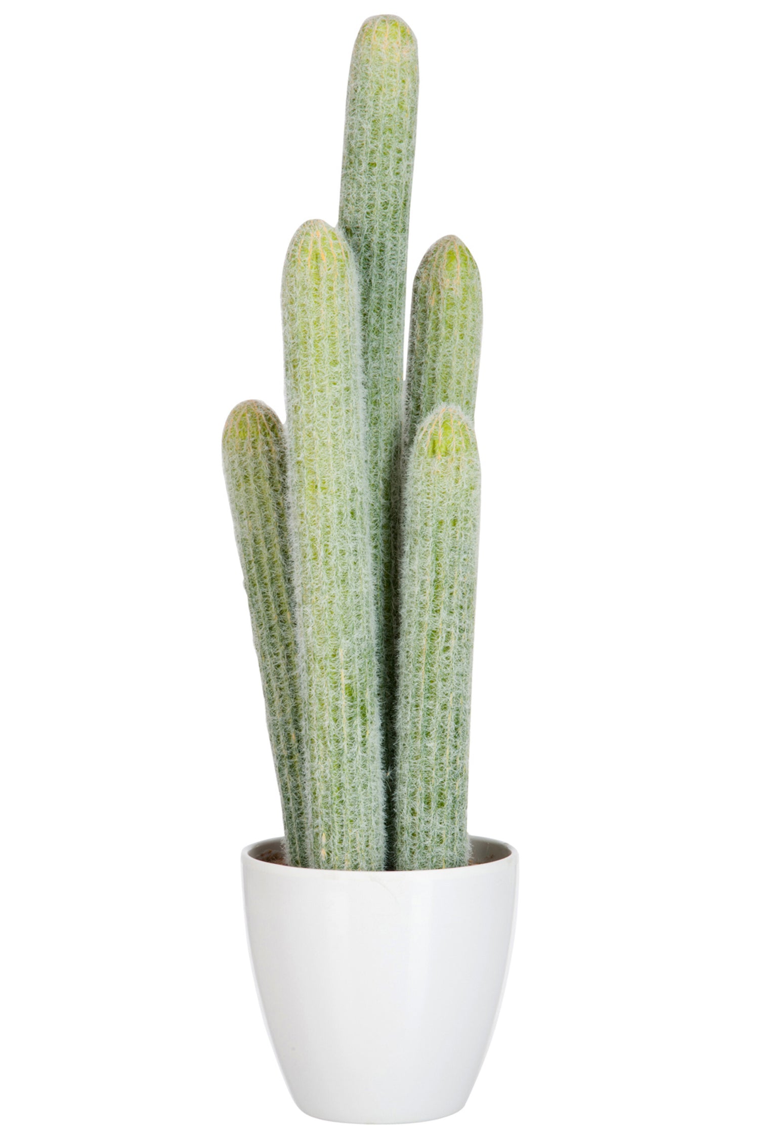 J-Line Cactus 5Delig Licht Groen