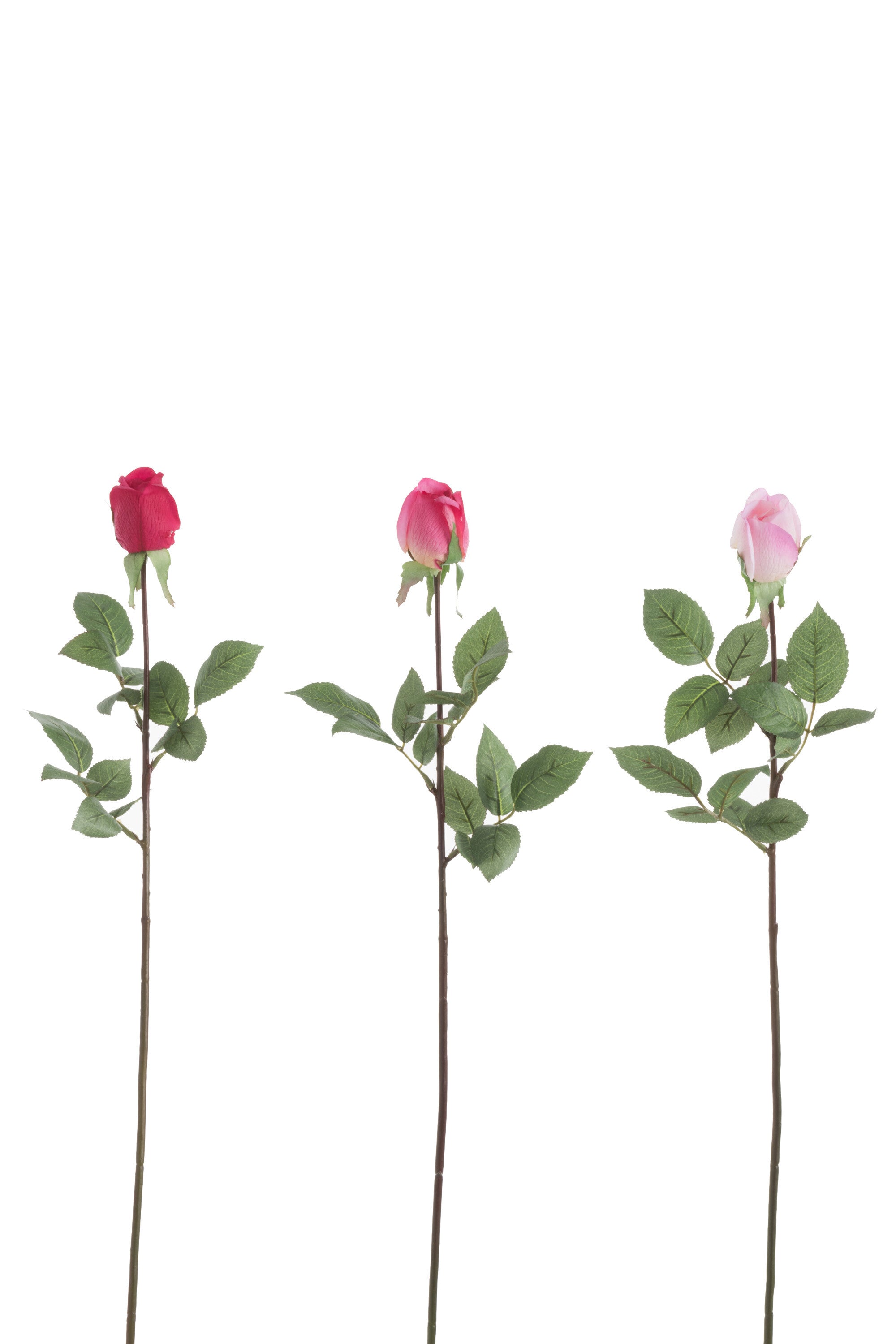 Roos Gesloten Fresh Touch Plastic Roze Mix Assortiment Van 3