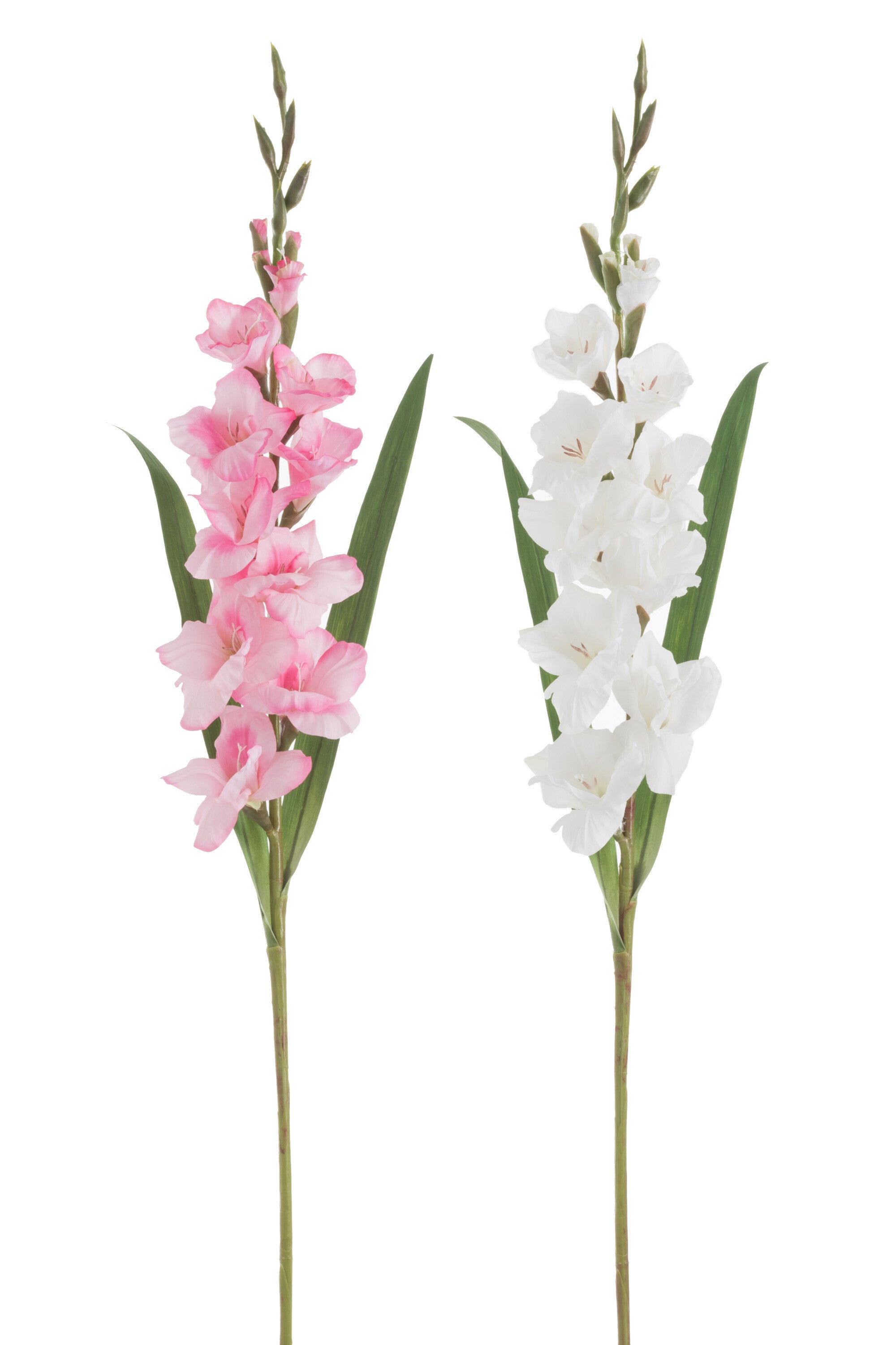Gladiolus Fresh Touch Plastic Wit/Roze Assortiment Van 2