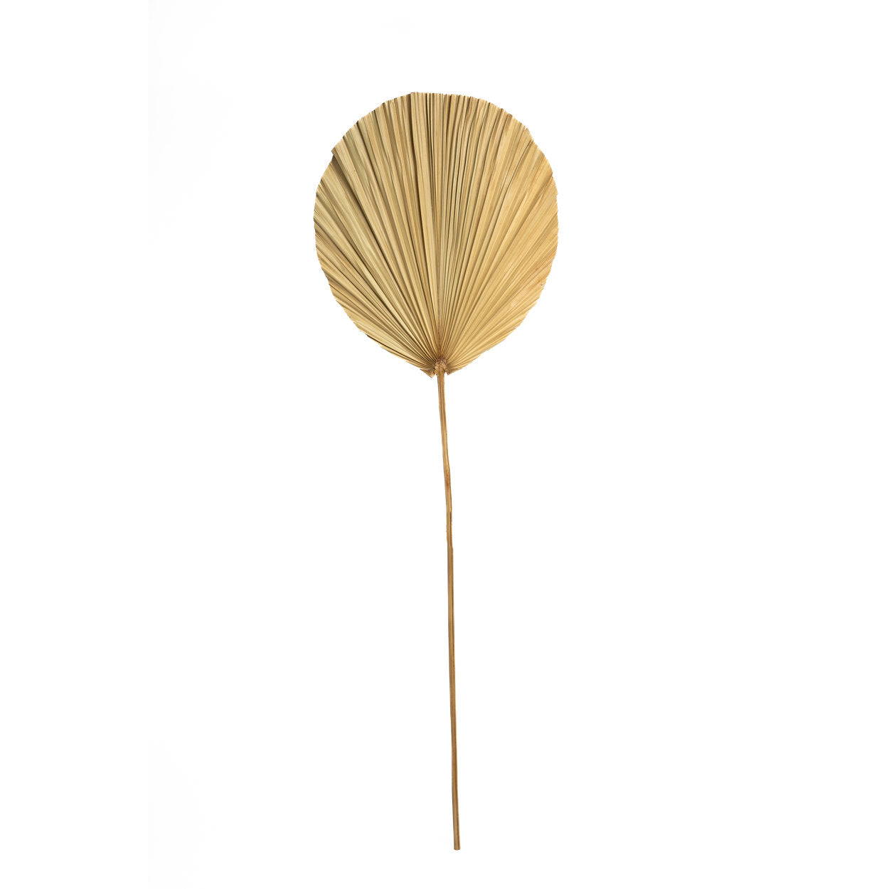 Het Rayung Blad - Naturel