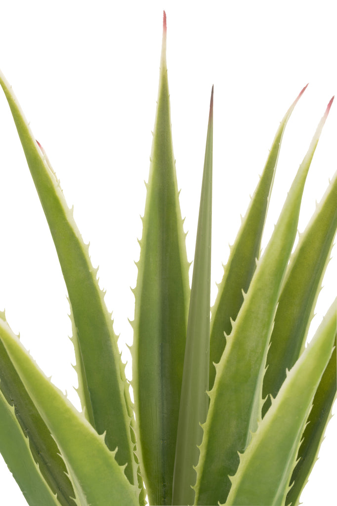 Agave Off-White Edge Pot Kunstgroen