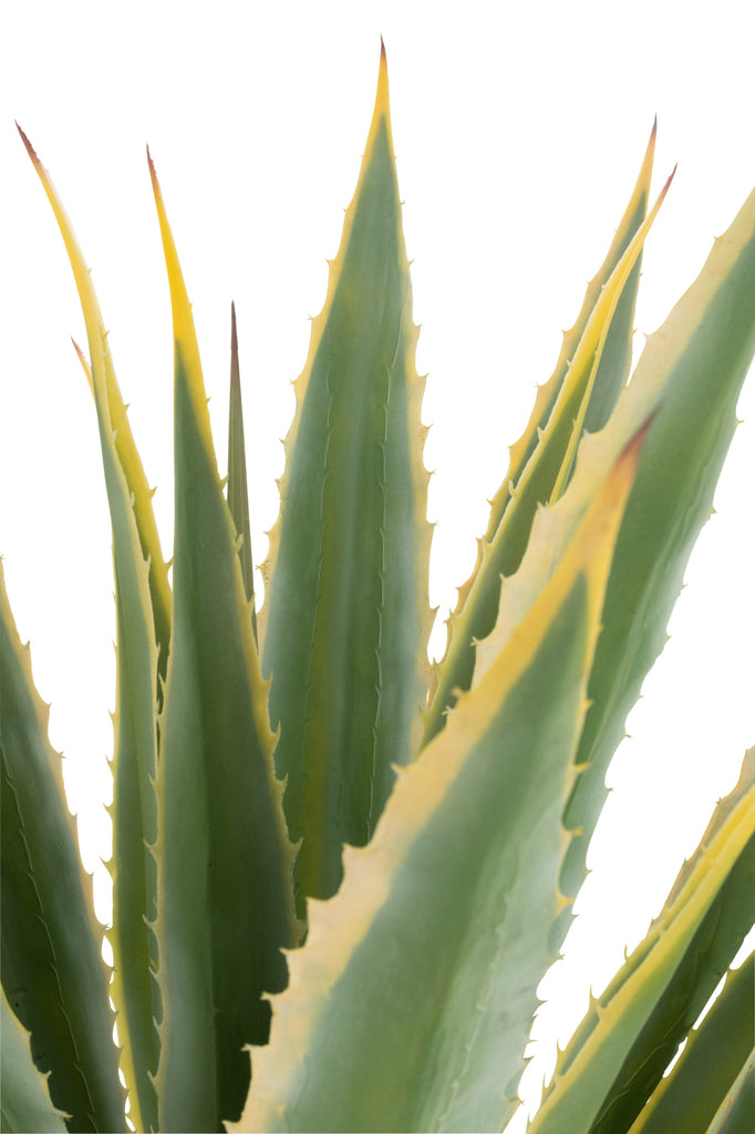 Agave Gele Rand Pot Kunstgroen