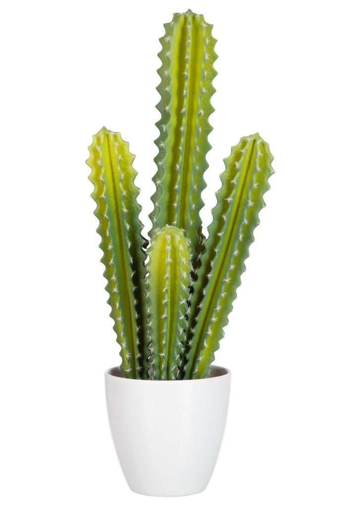 Cactus 5 delen Groen