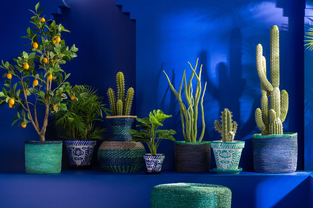 Cactus 5 delen Groen