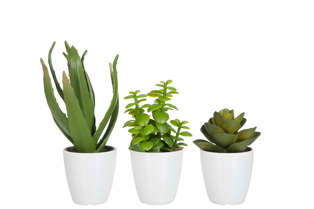 Crassula/Aloë Vera/Lotus+Pot Green Klein, set van 3