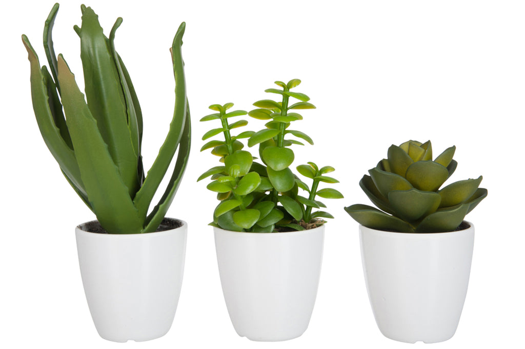 Crassula/Aloë Vera/Lotus+Pot Green Klein, set van 3