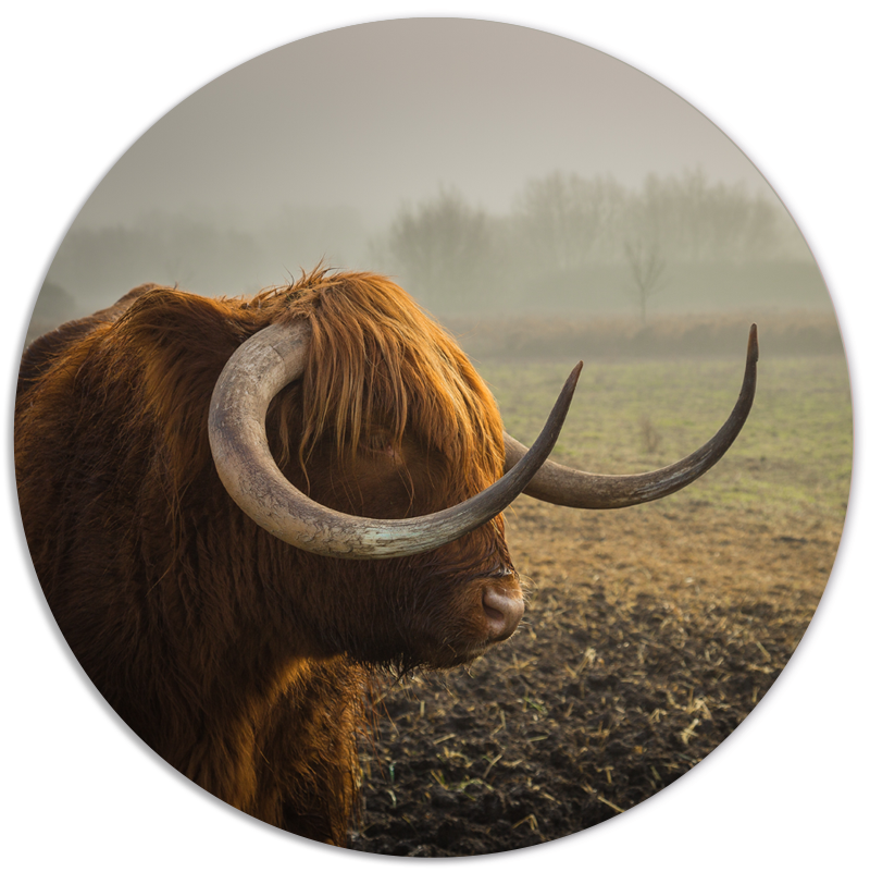 Label2X Muurcirkel Muurcirkel bull woonaccessoires homedecoratie