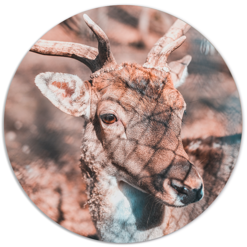 Label2X Muurcirkel Muurcirkel deer bright woonaccessoires homedecoratie