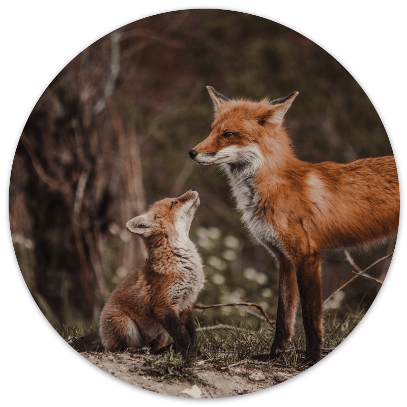 Label2X Muurcirkel Muurcirkel foxes