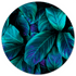 Label2X Muurcirkel Muurcirkel green purple plant