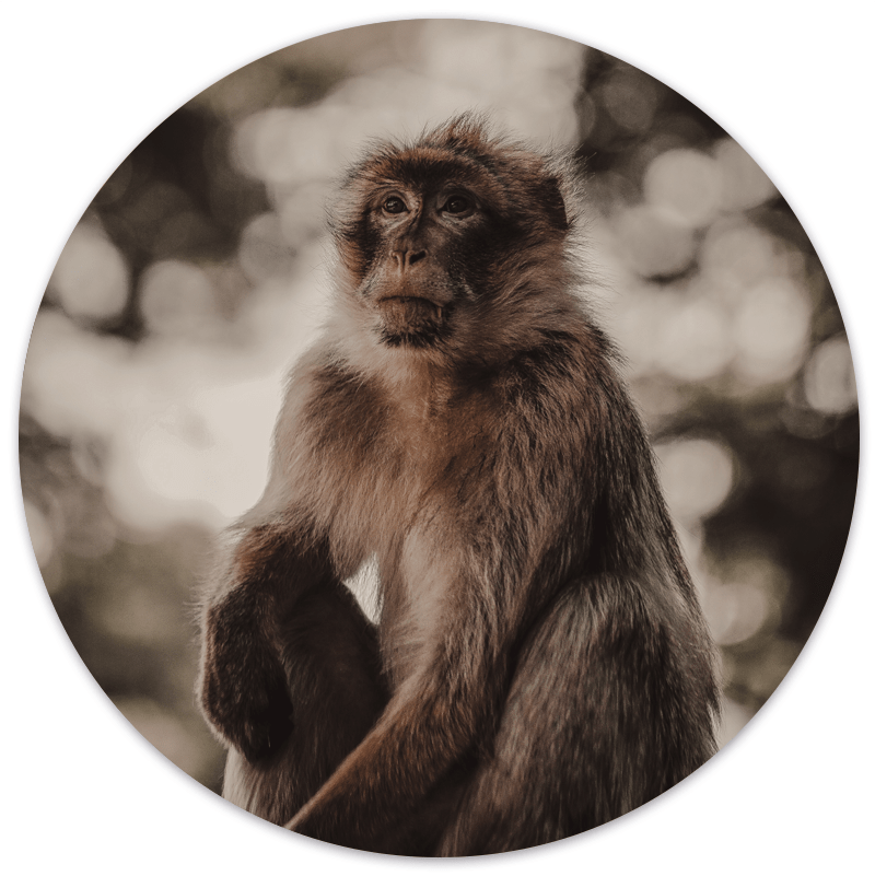 Label2X Muurcirkel Muurcirkel monkey woonaccessoires homedecoratie