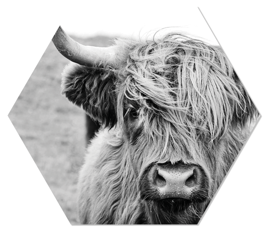 Label2X Muurhexagon Muurhexagon cow