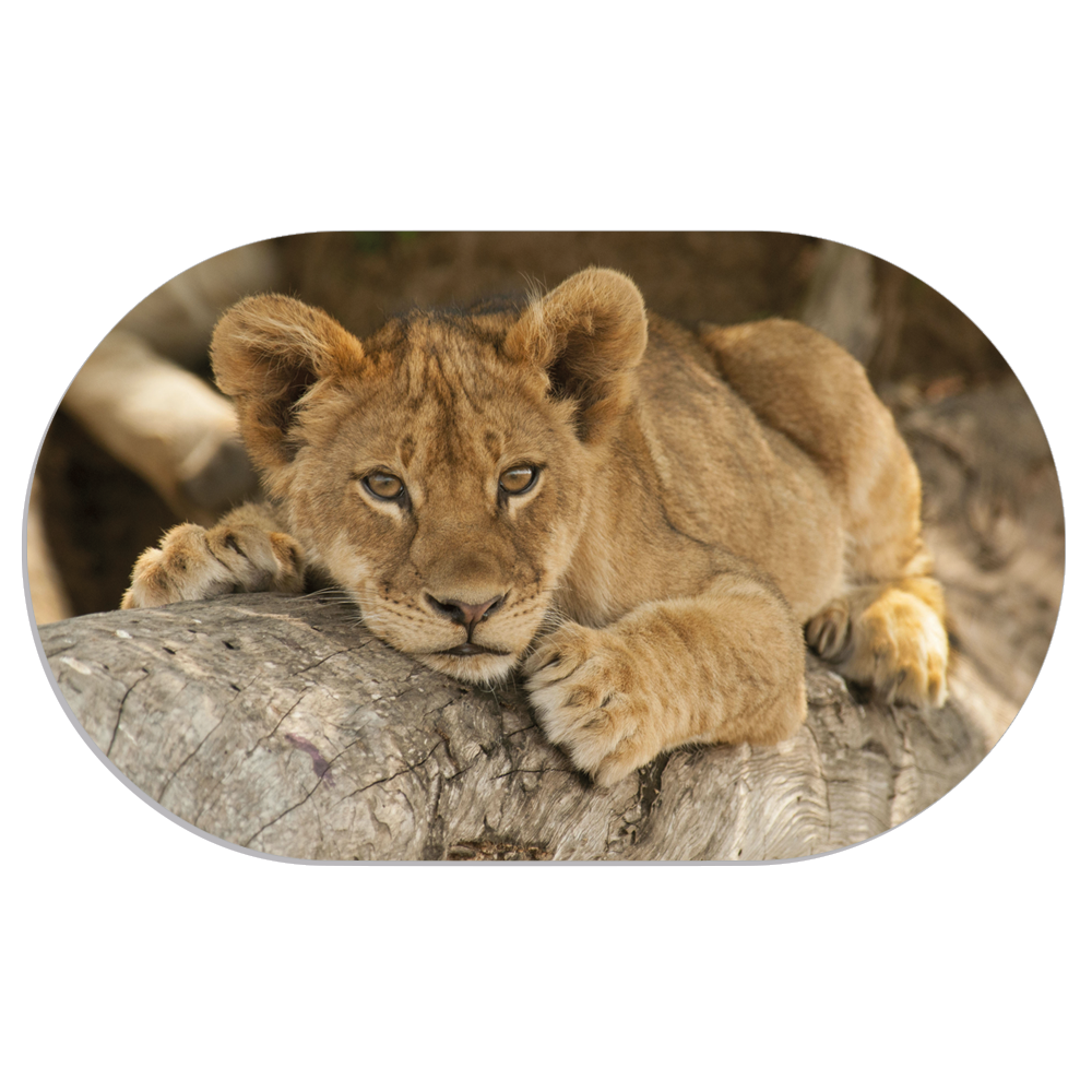 Label2X Muurovaal Muurovaal baby lion woonaccessoires homedecoratie