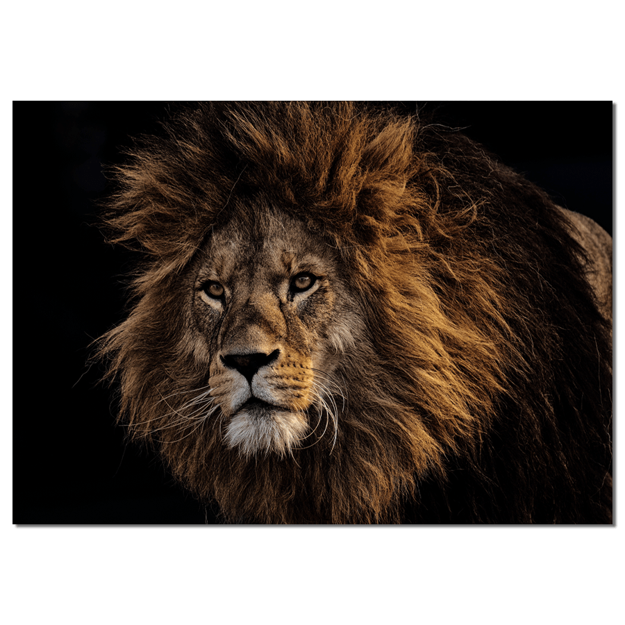 Label2X Muurrechthoek Muurrechthoek leeuw bruin