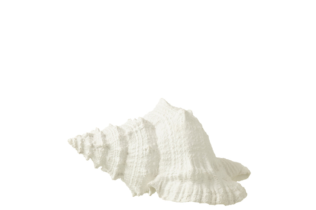 Seashell Polyresin White